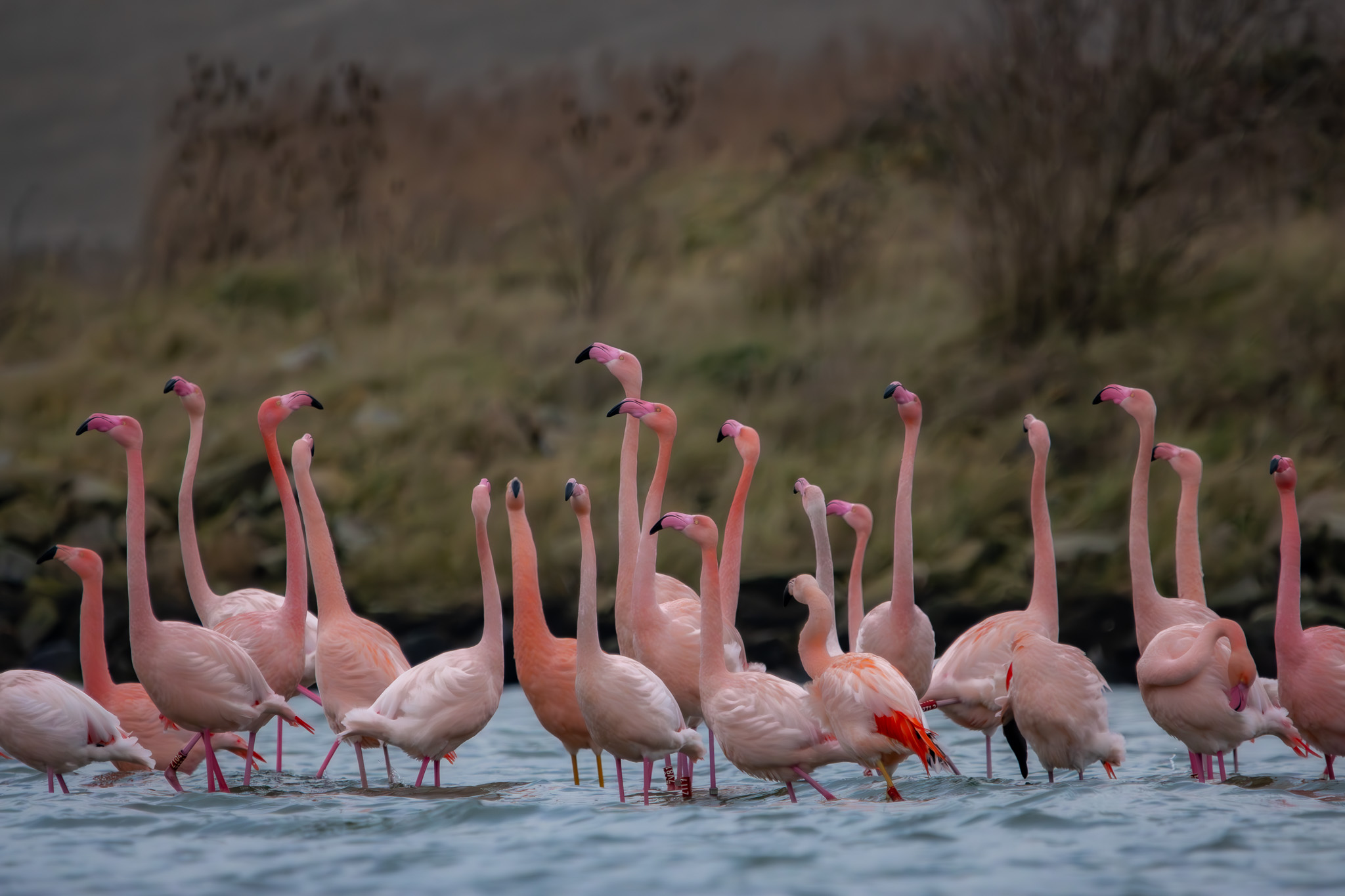 Flamingo’s op het Grevelingenmeer