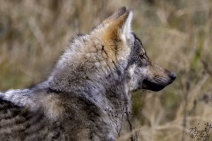 _MG_0546-Enhanced-NR-2