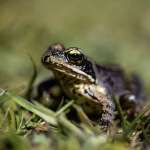 _MG_3195-Enhanced-NR